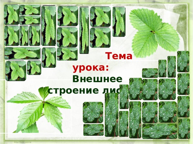    Тема урока:   Внешнее строение листа 