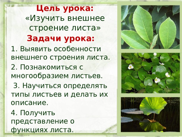 Цель урока:  «Изучить внешнее строение листа»   Задачи урока: 1. Выявить особенности внешнего строения листа. 2. Познакомиться с многообразием листьев.  3. Научиться определять типы листьев и делать их описание. 4. Получить представление о функциях листа. 