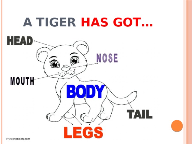 A tiger has got… 