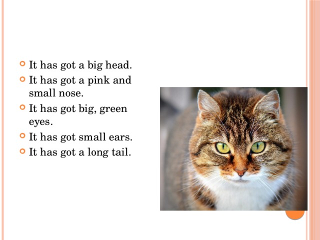 It has got a big head. It has got a pink and small nose. It has got big, green eyes. It has got small ears. It has got a long tail. 