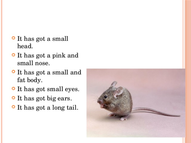 It has got a small head. It has got a pink and small nose. It has got a small and fat body. It has got small eyes. It has got big ears. It has got a long tail. 