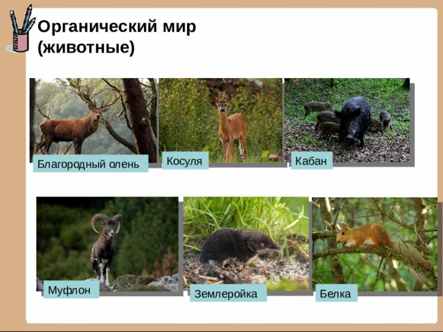 Органический мир (животные) Косуля Кабан Благородный олень Муфлон Землеройка Белка 