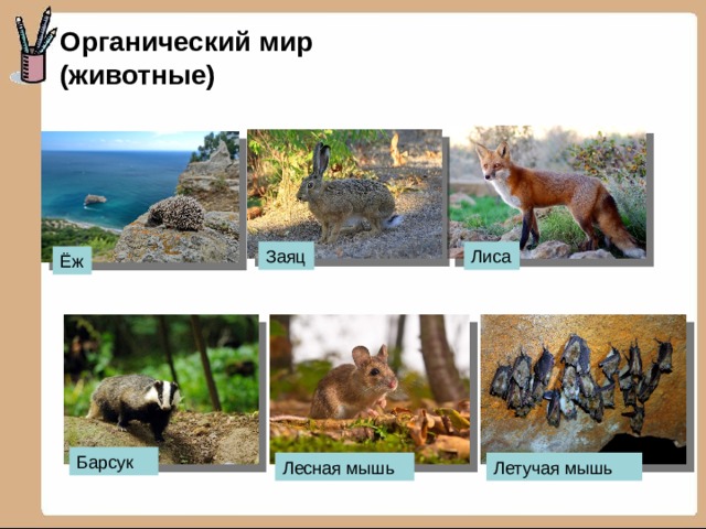 Органический мир (животные) Заяц Лиса Ёж Барсук Лесная мышь Летучая мышь 