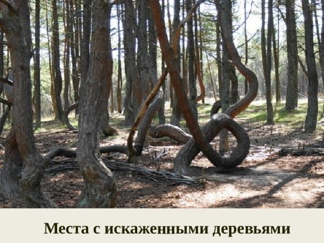 Места с искаженными деревьями 