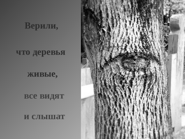  Верили, что деревья живые, все видят и слышат 