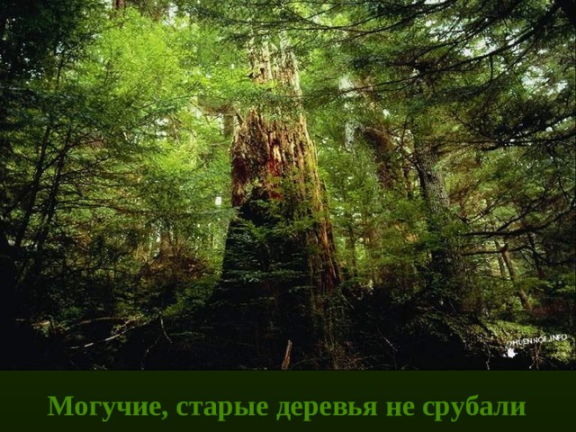 Могучие, старые деревья не срубали 