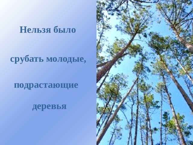 Нельзя было срубать молодые, подрастающие деревья 