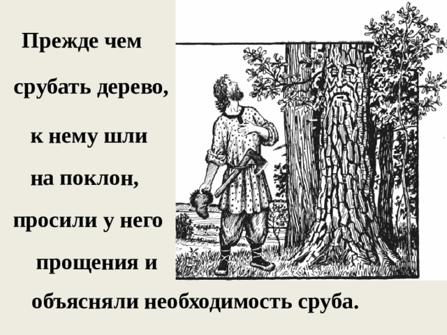 Прежде чем срубать дерево, к нему шли на поклон, просили у него прощения и объясняли необходимость сруба. 