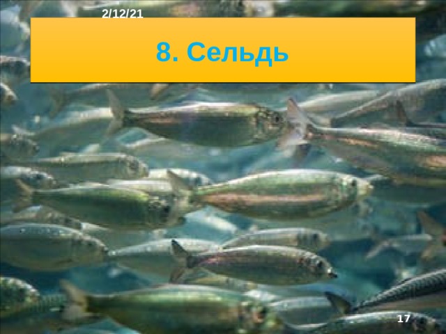 2/12/21 В очень холодных морях и заливах рыбы не столь разно­образны. Здесь распространены ластоногие (моржи, тюлени, нерпа), а также белухи, киты, нарвалы. На ост­ровах и плавучих льдах обитает самый крупный хищ­ник Северного полушария - белый медведь. С морями тесно связана жизнь рыбоядных птиц (чайки, гаги, кай­ры, тупики), во множестве гнездящихся на при­брежных скалах и образующих птичьи базары.  