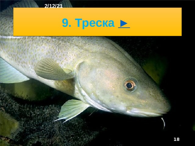 2/12/21 8. Сельдь  