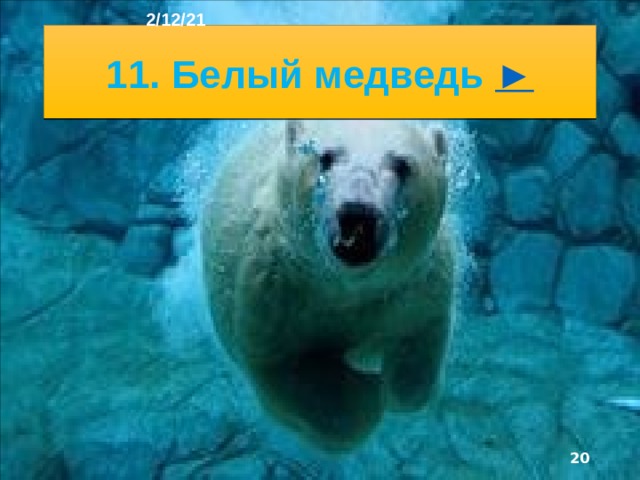 2/12/21 10. Палтус  