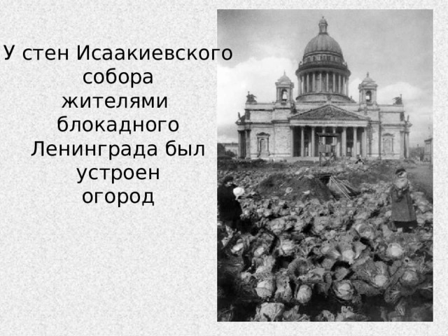 У стен Исаакиевского собора жителями блокадного Ленинграда был устроен огород 