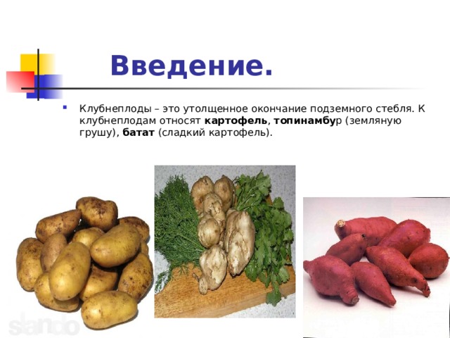  Введение. Клубнеплоды – это утолщенное окончание подземного стебля. К клубнеплодам относят картофель , топинамбу р (земляную грушу), батат (сладкий картофель). 