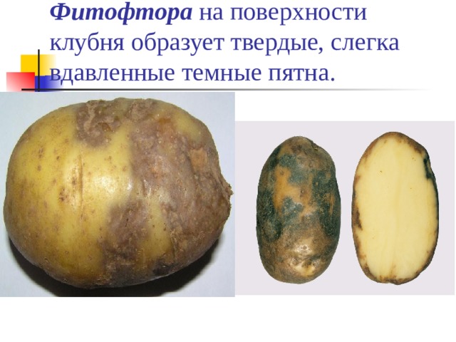 Фитофтора  на поверхности клубня образует твердые, слегка вдавленные темные пятна.   