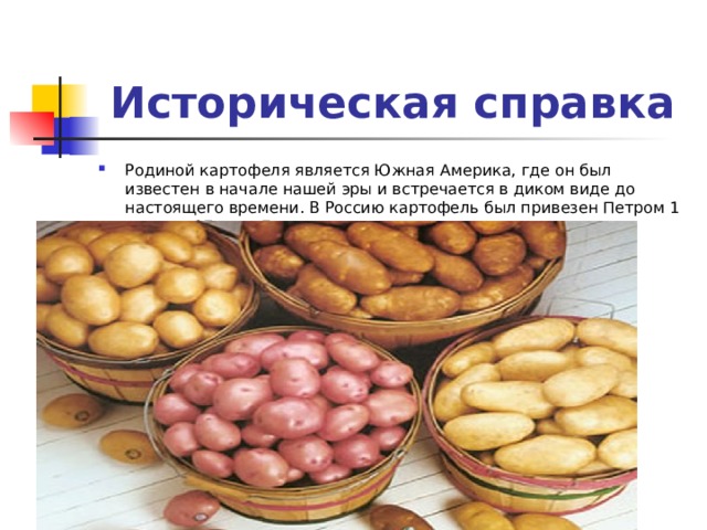  Историческая справка Родиной картофеля является Южная Америка, где он был известен в начале нашей эры и встречается в диком виде до настоящего времени. В Россию картофель был привезен Петром 1 в конце 17 в. из Голландии. 