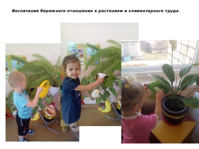 Воспитание бережного отношения к растениям и элементарного труда . 