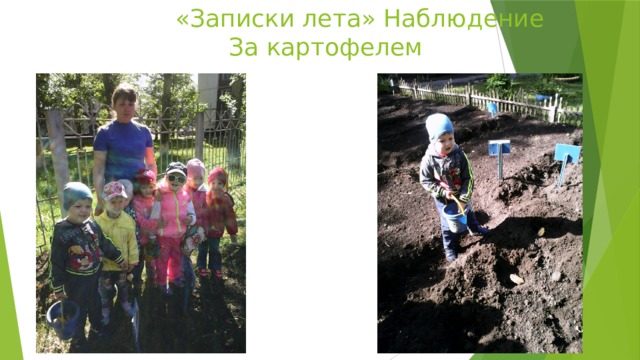  «Записки лета» Наблюдение  За картофелем 