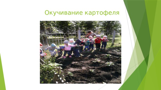  Окучивание картофеля 