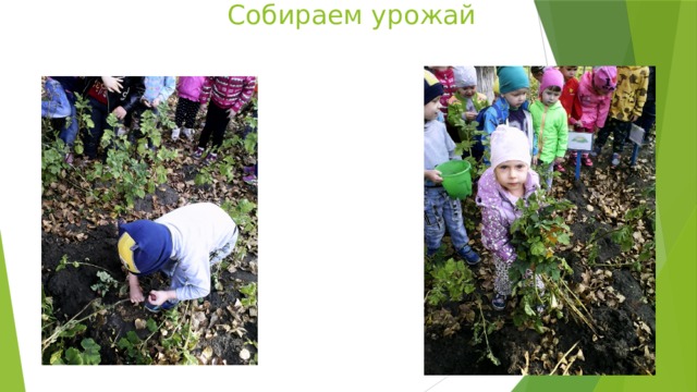  Собираем урожай 