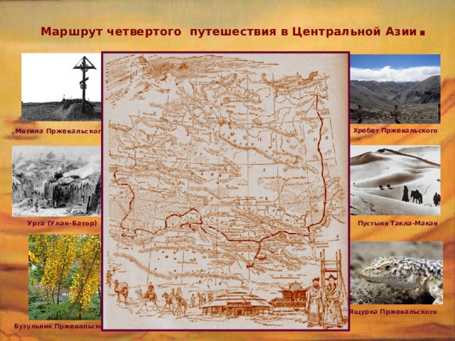 Маршрут четвертого путешествия в Центральной Азии . Могила Пржевальского Хребет Пржевальского Урга (Улан-Батор) Пустыня Такла-Макан Ящурка Пржевальского Бузульник Пржевальского 