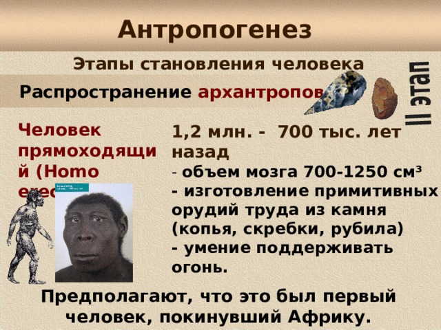 Антропогенез Этапы становления человека  Распространение архантропов Человек прямоходящий (Homo erectus): 1,2 млн. - 700 тыс. лет назад - объем мозга 700-1250 см³ - изготовление примитивных орудий труда из камня (копья,  скребки, рубила) - умение поддерживать огонь. Предполагают, что это был первый человек, покинувший Африку. 