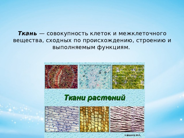 Ткань  — совокупность клеток и межклеточного вещества, сходных по происхождению, строению и выполняемым функциям. 