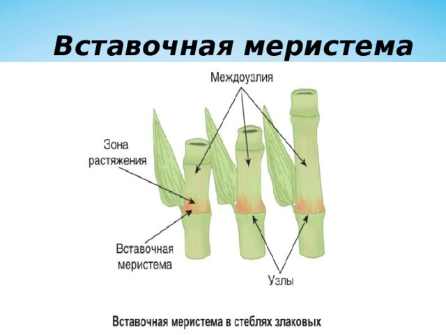 Вставочная меристема 