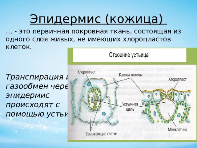 Эпидермис (кожица) … - это первичная покровная ткань, состоящая из одного слоя живых, не имеющих хлоропластов клеток. Транспирация и газообмен через эпидермис происходят с помощью устьиц 