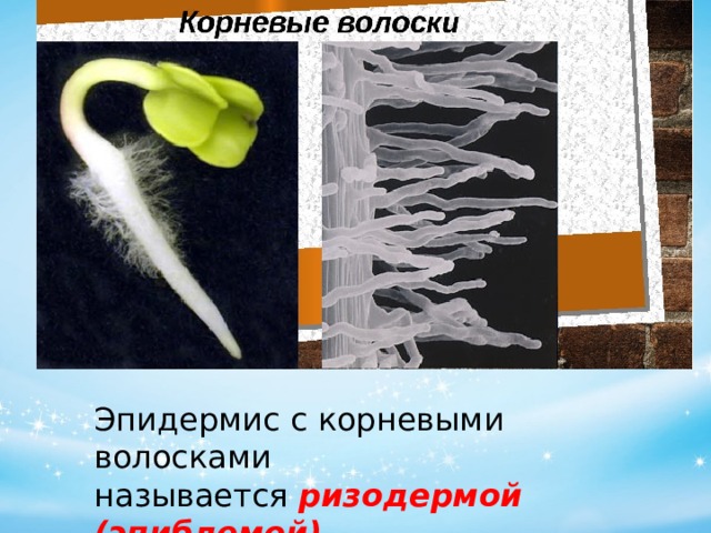 Эпидермис с корневыми волосками называется  ризодермой (эпиблемой) 