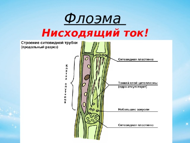 Флоэма Нисходящий ток! 
