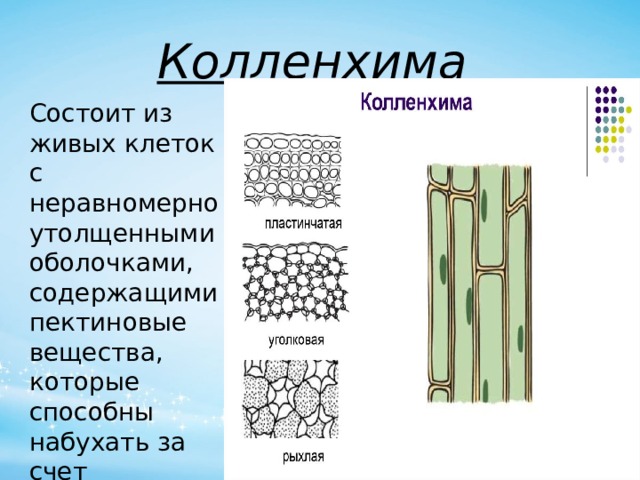 Колленхима Состоит из живых клеток с неравномерно утолщенными оболочками, содержащими пектиновые вещества, которые способны набухать за счет поглощения воды. 