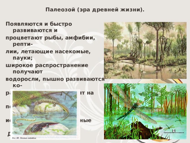 Палеозой (эра древней жизни). Появляются и быстро развиваются и процветают рыбы, амфибии, репти- лии, летающие насекомые, пауки; широкое распространение получают водоросли, пышно развиваются ко- раллы, растения выходят на сушу, появляются семенные, папоротники, исчезают каменноугольные леса.  Длился 350 млн.л. 