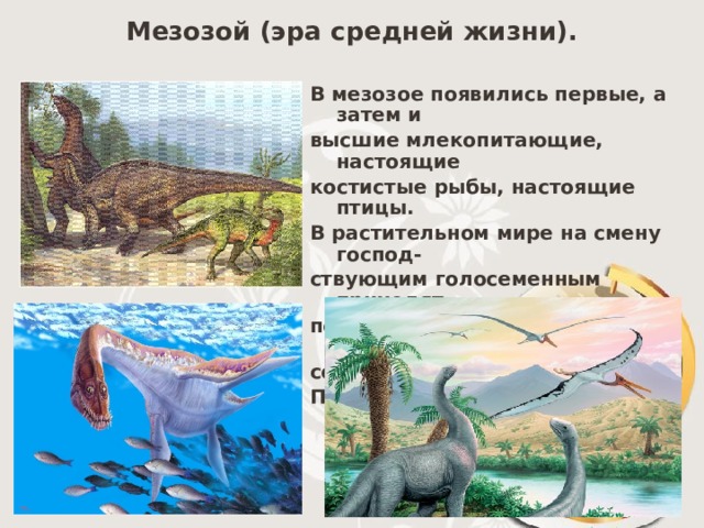 Мезозой (эра средней жизни). В мезозое появились первые, а затем и высшие млекопитающие, настоящие костистые рыбы, настоящие птицы. В растительном мире на смену господ- ствующим голосеменным приходят покрытосеменные, происходит резкое сокращение папоротников. Продолжался 163млн.л. 