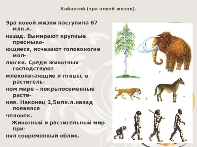 Кайнозой (эра новой жизни). Эра новой жизни наступила 67 млн.л. назад. Вымирают крупные пресмыка- ющиеся, исчезают головоногие мол- люски. Среди животных господствуют млекопитающие и птицы, в раститель- ном мире – покрытосеменные расте- ния. Наконец 1,5млн.л.назад появился человек.  Животный и растительный мир при- нял современный облик. 