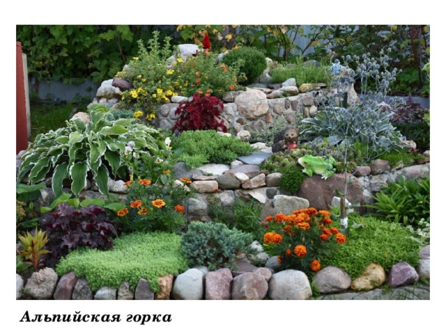             Альпийская горка 