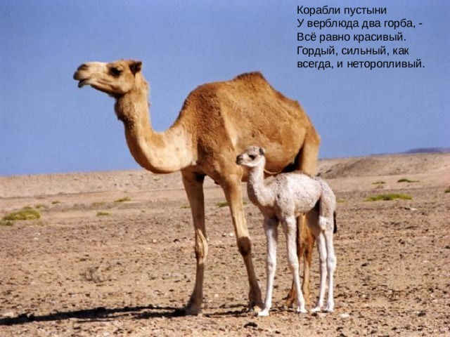 Корабли пустыни У верблюда два горба, -  Всё равно красивый.  Гордый, сильный, как всегда, и неторопливый. 