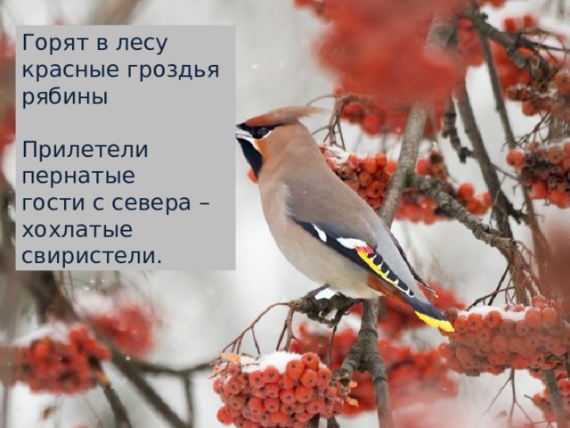 Горят в лесу красные гроздья рябины Прилетели пернатые гости с севера – хохлатые свиристели. 