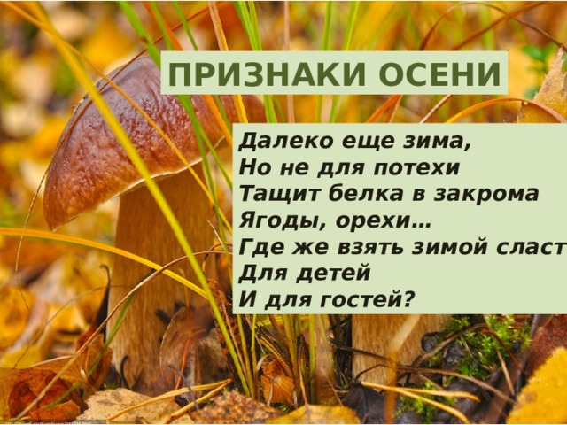 ПРИЗНАКИ ОСЕНИ Далеко еще зима, Но не для потехи Тащит белка в закрома Ягоды, орехи… Где же взять зимой сластей Для детей И для гостей? 
