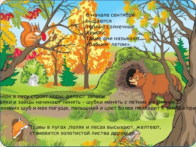 В начале сентября выдаются теплые солнечные деньки. Такие дни называют «бабьим летом». Звери в лесу строят норы, делают запасы. Белки и зайцы начинают линять – шубки менять с летних на зимние. У зимних шуб и мех погуще, попышней и цвет более подходит к зимней природе. Травы в лугах ,полях и лесах высыхают, желтеют, становится золотистой листва деревьев. 