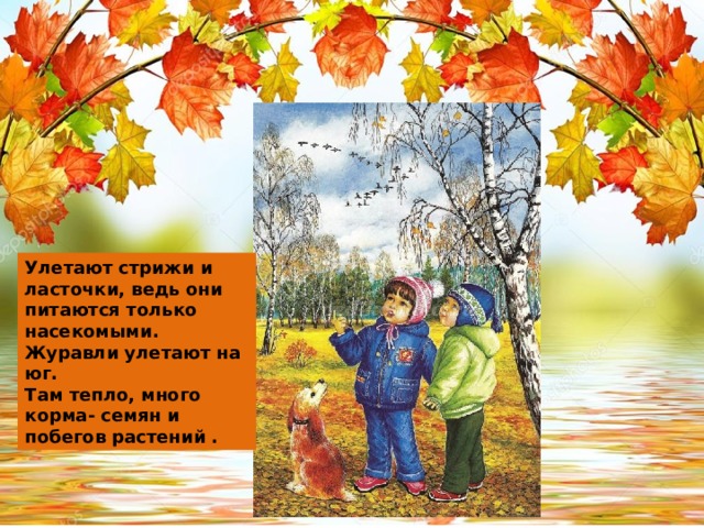 Улетают стрижи и ласточки, ведь они питаются только насекомыми. Журавли улетают на юг. Там тепло, много корма- семян и побегов растений . 