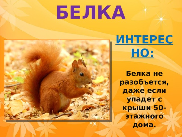 БЕЛКА ИНТЕРЕСНО:   Белка не разобъется, даже если упадет с крыши 50-этажного дома. 