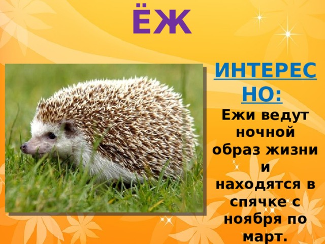 ЁЖ ИНТЕРЕСНО:   Ежи ведут ночной образ жизни и находятся в спячке с ноября по март. 