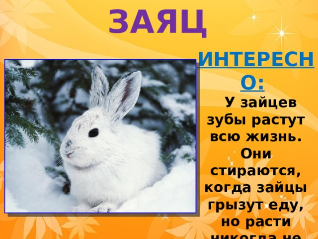 ЗАЯЦ ИНТЕРЕСНО:      У зайцев зубы растут всю жизнь. Они стираются, когда зайцы грызут еду, но расти никогда не прекращают. 