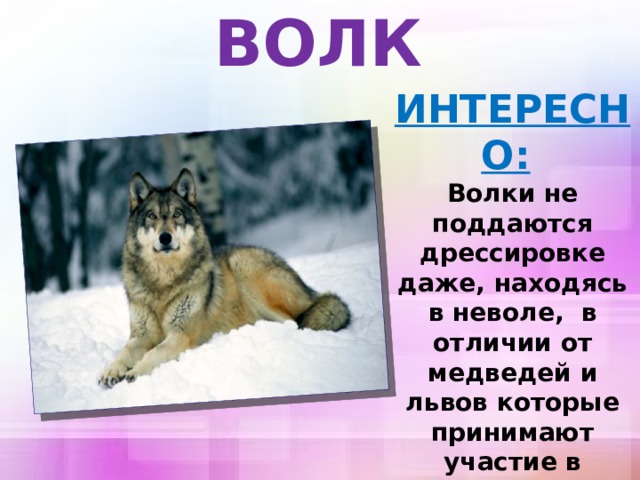 ВОЛК ИНТЕРЕСНО:   Волки не поддаются дрессировке даже, находясь в неволе, в отличии от медведей и львов которые принимают участие в цирковых выступлениях. 