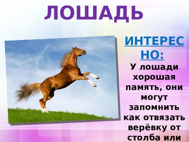ЛОШАДЬ ИНТЕРЕСНО:   У лошади хорошая память, они могут запомнить как отвязать верёвку от столба или открывать защёлки дверцы.  