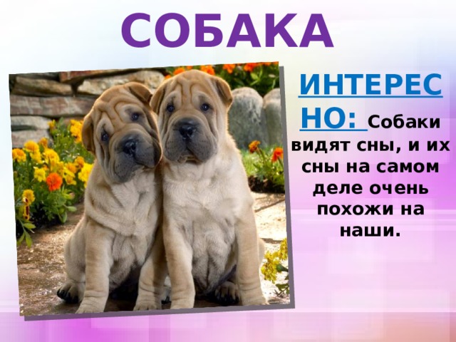 СОБАКА ИНТЕРЕСНО: Собаки видят сны, и их сны на самом деле очень похожи на наши. 