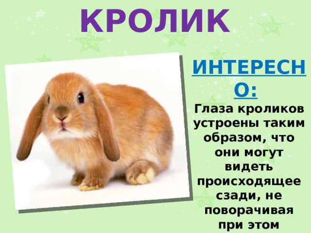 КРОЛИК ИНТЕРЕСНО:   Глаза кроликов устроены таким образом, что они могут видеть происходящее сзади, не поворачивая при этом головы. 