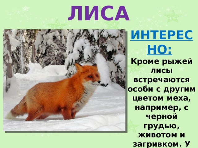 ЛИСА ИНТЕРЕСНО:   Кроме рыжей лисы встречаются особи с другим цветом меха, например, с черной грудью, животом и загривком. У некоторых лис на спине есть черный крест.  