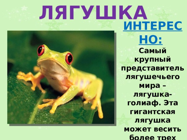 ЛЯГУШКА ИНТЕРЕСНО:   Самый крупный представитель лягушечьего мира – лягушка-голиаф. Эта гигантская лягушка может весить более трех килограммов, ее длина составляет около 90см. 