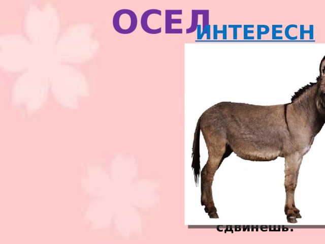 ОСЕЛ ИНТЕРЕСНО:   Ослы - существа выносливые и терпеливые. Но если на осла нагрузить непосильную ношу, он просто остановится, и его никакими уговорами не сдвинешь. 